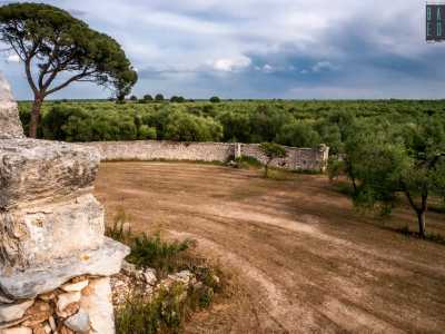 ...e il verde degli ulivi che circondano questa grande e solitaria masseria

